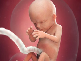 3D ultrasound image capturing fetal development during weeks 14-18.