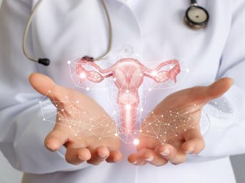 Modern illustration of the female reproductive system during a follicular study.