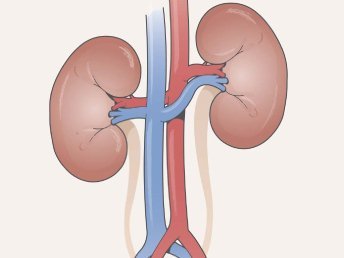 Flat cartoon illustration of Renal Artery
