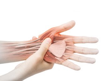 Ultrasound image showcasing tendons in a specific anatomical region.