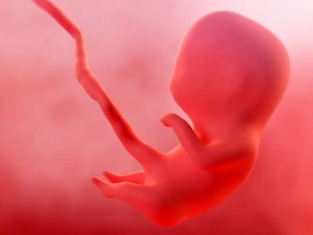3D ultrasound image of a developing fetus.